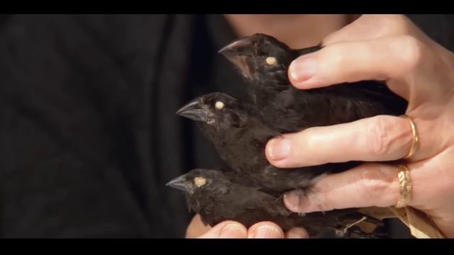 Страшная правда об эволюции смотреть онлайн