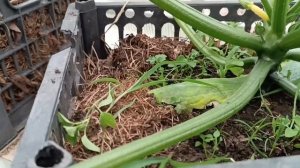 ФОРМИРУЮ КАБАЧКИ В ЯЩИКАХ | ЕЩЕ РАЗ О САМОМ ПОПУЛЯРНОМ СПОСОБЕ ВЫРАЩИВАНИЯ РАННИХ КАБАЧКОВ