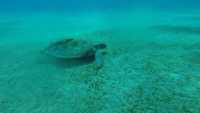 Marsa Alam March 2014 U смотреть онлайн