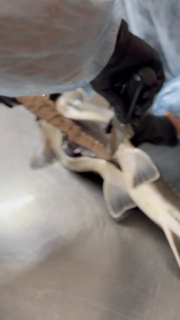 Почему чёрная икра Белая? #shorts #short #shortvideo #fishing ￼ смотреть онлайн