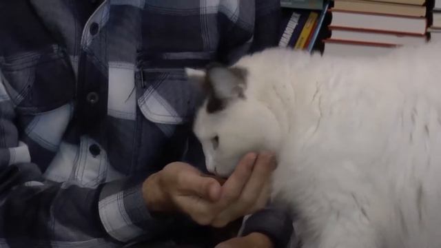 Кот-белочка. Из жизни кота Тяпы. смотреть онлайн