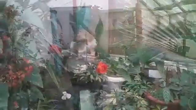05 07 2017 КОЛЕГІУМ Теплиця 2 смотреть онлайн