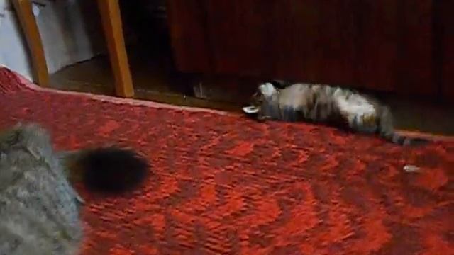 Психоделические коты смотреть онлайн