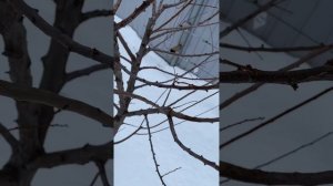 Формировка алычи ч.1