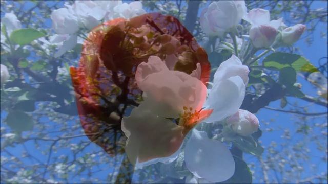 Весна с другого ракурса. смотреть онлайн