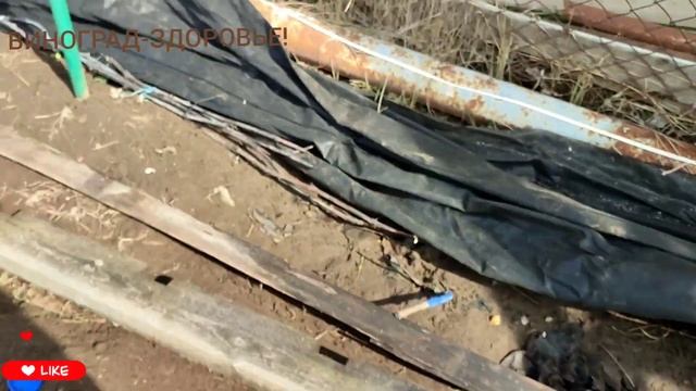 🪸СОСТОЯНИЕ ЛОЗЫ открываем ВИНОГРАД... или ещё ПОДОЖДËМ?! 🤔🧐😄🍇🍇🍇 САРАТОВ смотреть онлайн