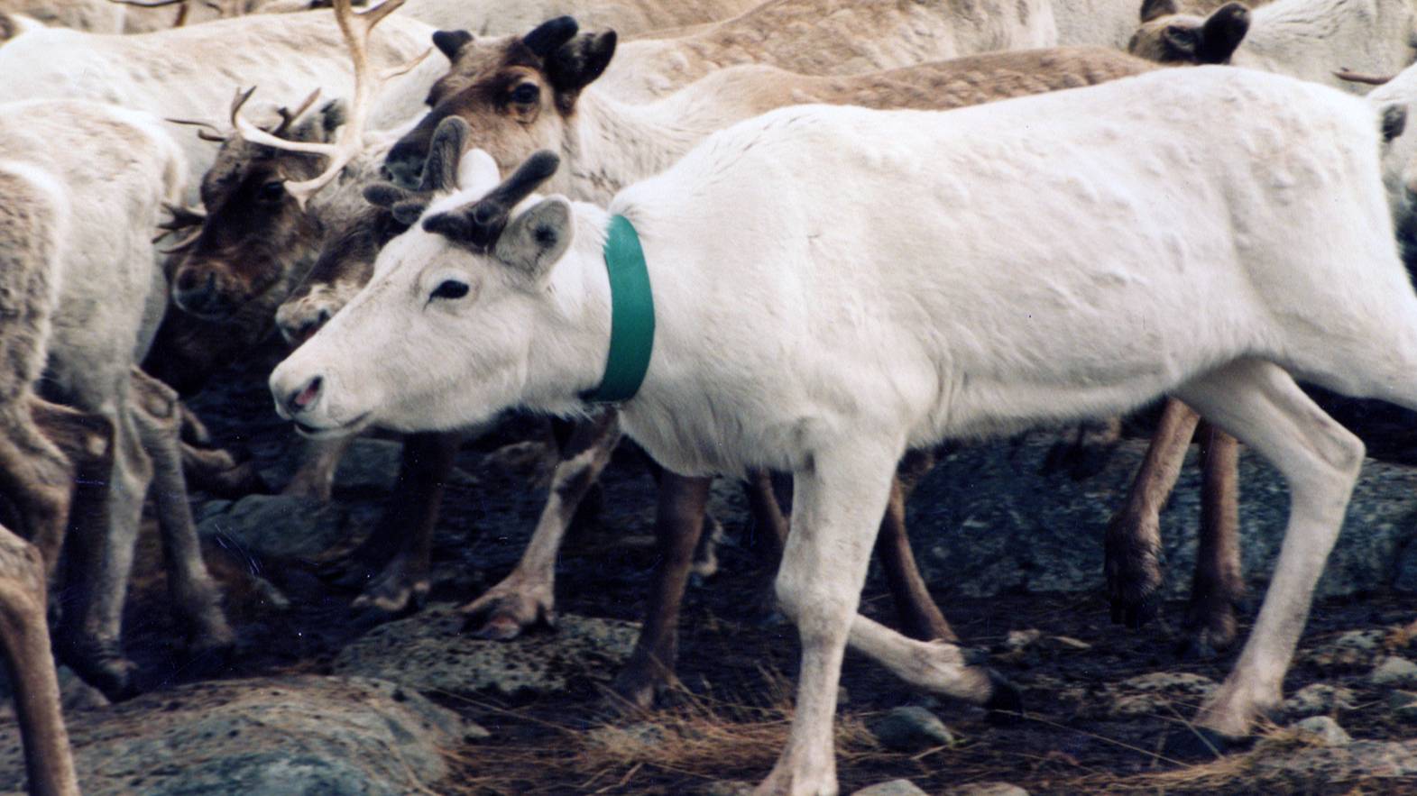 Здесь живут оленеводы
