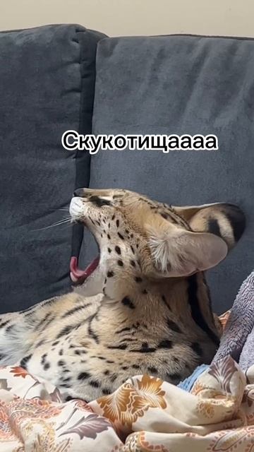 Вся правда о «кс кс» смотреть онлайн