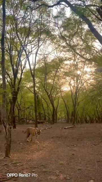 Is the Bengal tiger the strongest tiger// Natural Wildlife, beautiful tiger photo picture смотреть онлайн