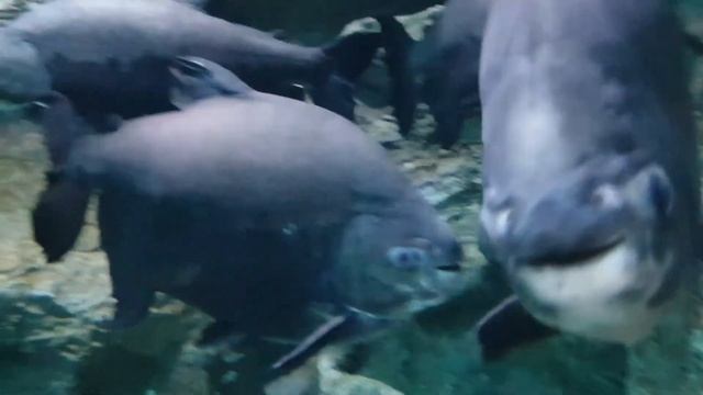 Lotte World Aquarium ||Beautiful Places in Korea || Beautiful fishes || Fantasy World of Nature смотреть онлайн