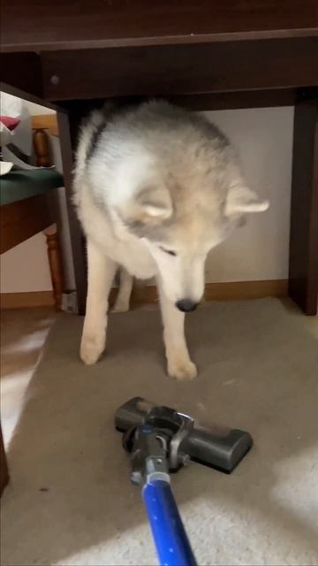 Юкон боится пылесоса #хаски #собака #пылесос смотреть онлайн
