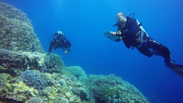 Reef Check Marsa Alam December 2019 смотреть онлайн