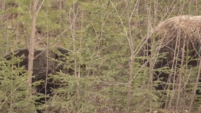 Двое вышли из леса. И у дороги попали в объектив видеокамеры. Кто они- герои сюжета? (12+) смотреть онлайн