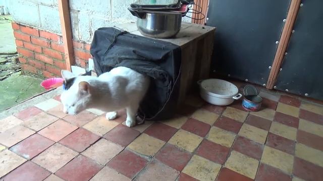 какой должен быть квас ? смотреть онлайн