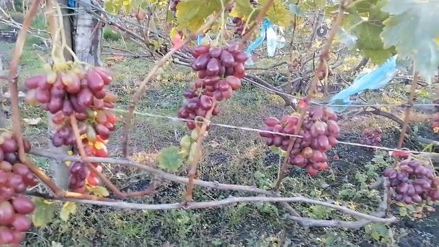 Виноград Шоколадний,ПГ-12,Марадонна-15.10.2022 рік. смотреть онлайн