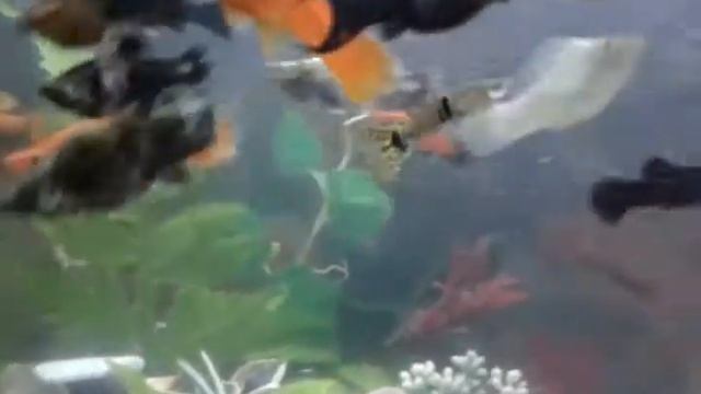 Аквариум Vuqars Farm