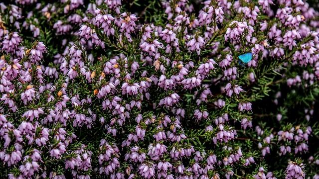 Успокаивающая музыка,дикая природа нашей Планеты№155. Медитация. Soothing music Meditation, Nature. смотреть онлайн