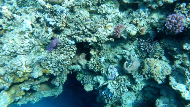 Marina Resort Port Ghalib: overview of the hotel's beach and reef смотреть онлайн