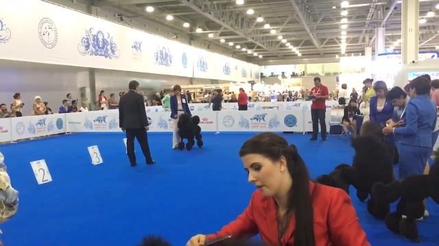 WDS 2016, 25.06.2016, кобели, классический окрас, открытый класс, часть 1 смотреть онлайн