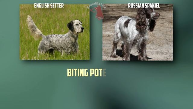 English Setter VS Russian Spaniel - Breed Comparison -Russian Spaniel And English Setter Difference