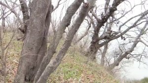 Сбор морепродуктов после шторма. Сбор морепродуктов Владивосток. Морские гребешки. Мидии.