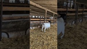 Продана Александру в Воронеже #георгиевскийдорпер #дорпер #каядорпер #овцы #лпх #кфх #продажи