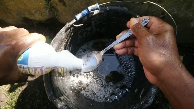 modal 2 bahan ini,100% ampuh berantas kutu daun dan kutu2 lainya pada tanaman seledri смотреть онлайн