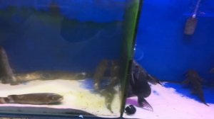 ПТИЧИЙ РЫНОК, САДОВОД. Москва. ОБЗОР МАЙ 2024. Редкие и интересные рыбы. Ассортимент птичьего рынка