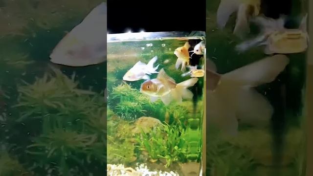 Goldfish, Suckerfish and Rabbitsnail смотреть онлайн