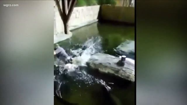 Watch a guy fall into a gator pit смотреть онлайн