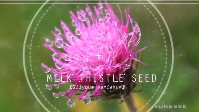 Zen project 8 программа управления весом 1 смотреть онлайн