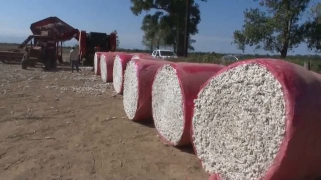 Rotoenfardadora de Algodón - INTA Santiago - Ministerio de Producción de Santiago del Estero - Dolb смотреть онлайн