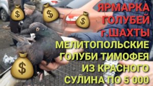🔥💰🔥 Мелитопольские голуби Тимофея из Красного Сулина по 5000 рублей на ярмарке в г.Шахты.