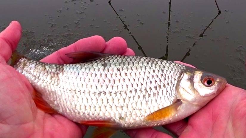 МОЖАЙСКАЯ ПЛОТВА. смотреть онлайн