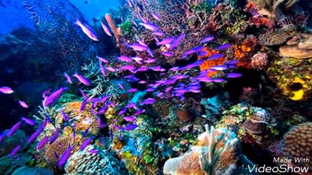 Океан и космос