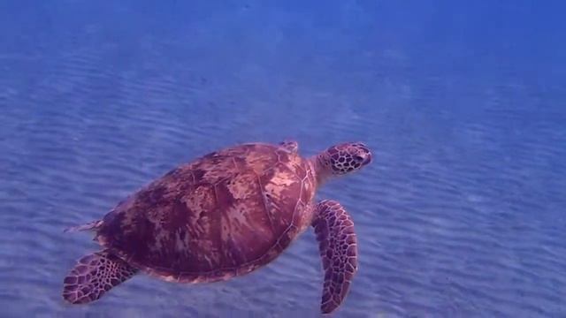 Želva - Abu Dabab - Hotel El Malikia