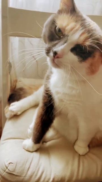 😻 #cat #кошка Эшли - утро доброе мяу #shorts ‼️#youtube смотреть онлайн