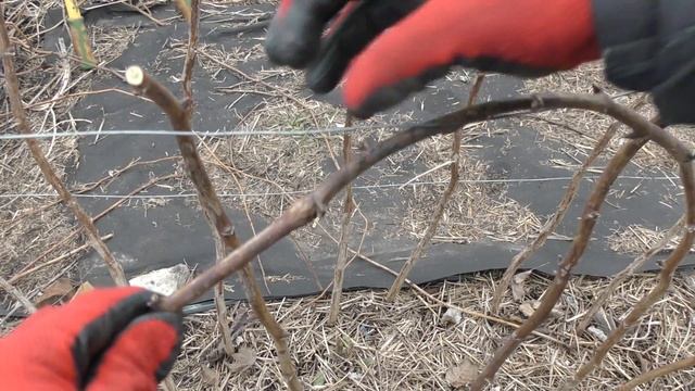 Обрізка літньої малини весною | Проріджування малини | Проста підв'язка малини косичкою смотреть онлайн
