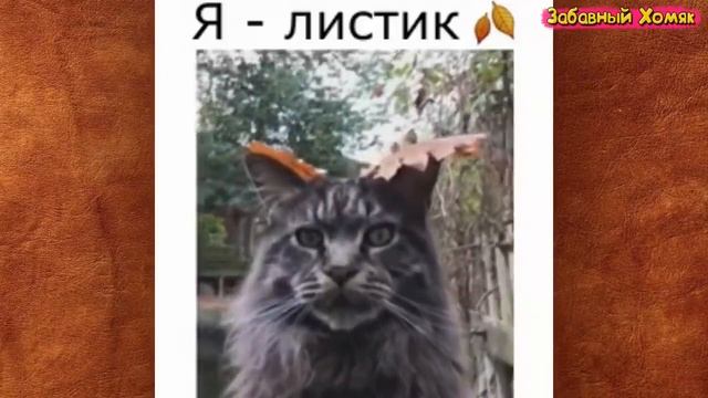 Я РЖАЛ ЦЕЛЫЙ ЧАС СМЕШНЫЕ ЖИВОТНЫЕ 2020 ПРИКОЛЫ С КОТАМИ ЛУЧШИЕ ПРИКОЛЫ с Ж смотреть онлайн