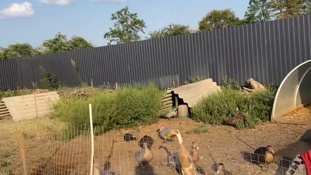 Жизнь утиная. Цыплята подросли. Люся вывела лаванду. смотреть онлайн