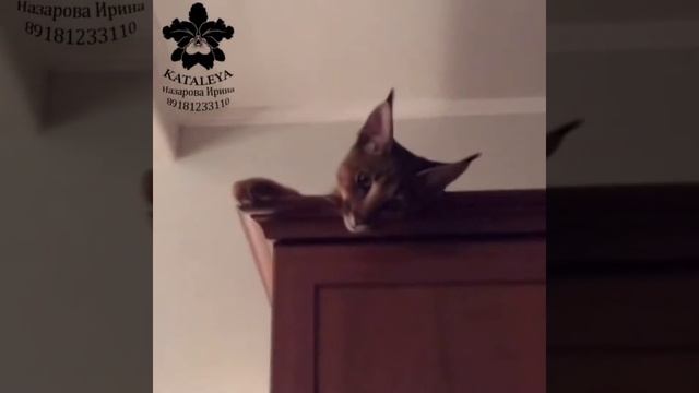 Прямой эфир на тему:"Правда ли кошка инициатор игр? "Нужно ли кошке наше внимание ?" смотреть онлайн
