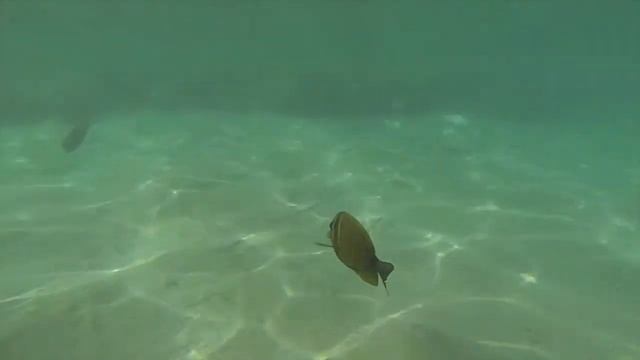 Marsa Alam Brayka Bay vacation смотреть онлайн