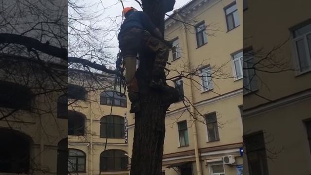 Валка деревьев, промальп смотреть онлайн