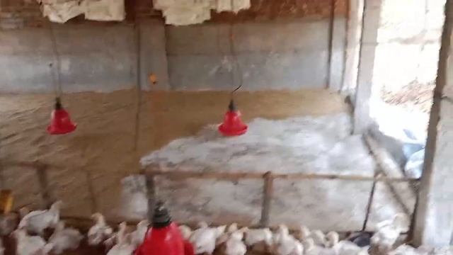 day 26 body weight 1250 gm ## A b poultry vlog ## смотреть онлайн