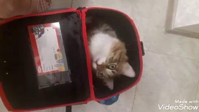 Прикол. Кот Марс собрался в школу)) смотреть онлайн