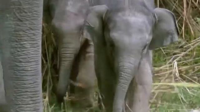 Elephant, Single-channel video Looped, 1:23 Min, 2012 смотреть онлайн