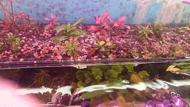 Echinodorus sp Saturn Iguacu 2009 Argentina смотреть онлайн