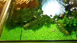 АКВАРИУМИСТИКА. АКВАРИУМНЫЕ КРЕВЕТКИ ДЛЯ НАЧИНАЮЩИХ.