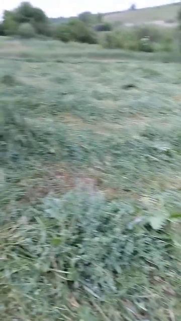 трава 150 см/тяжело косить/перекур смотреть онлайн