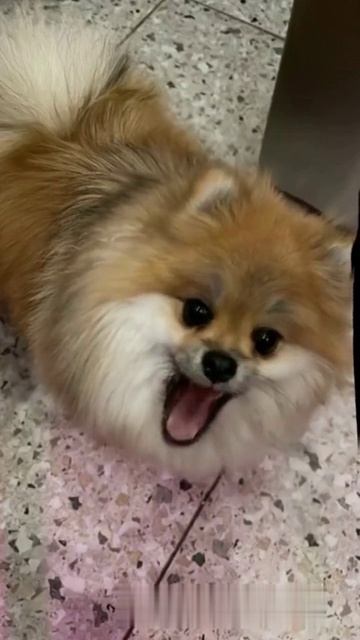 Поющая собака.